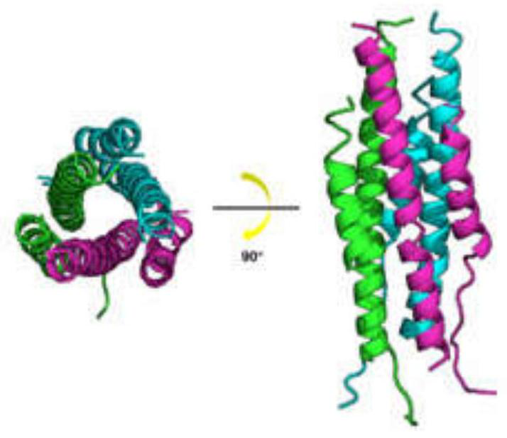 Polypeptide for inhibiting novel coronavirus (SARS-COV-2) and application of polypeptide