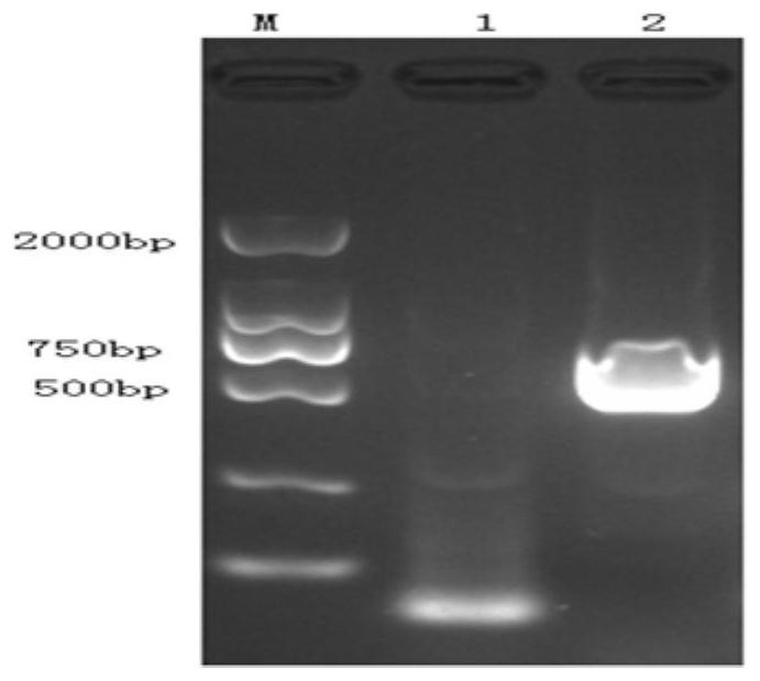 A gene encoding porcine circovirus type 2 cap protein and its application