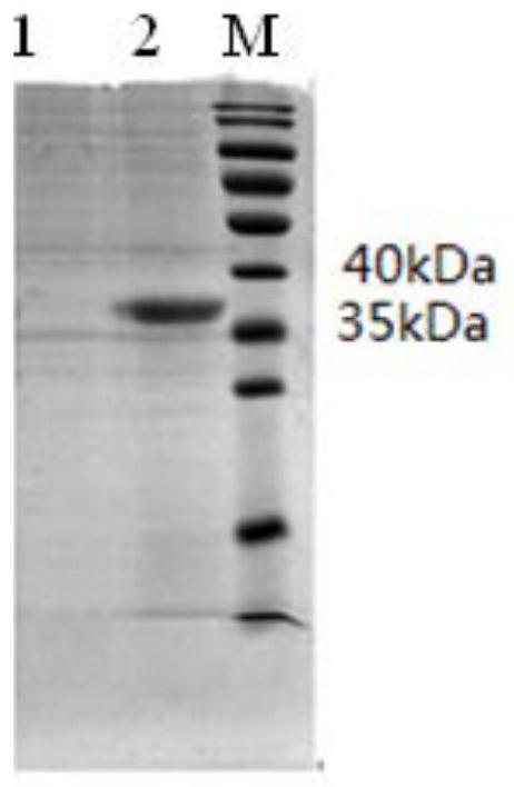 A gene encoding porcine circovirus type 2 cap protein and its application