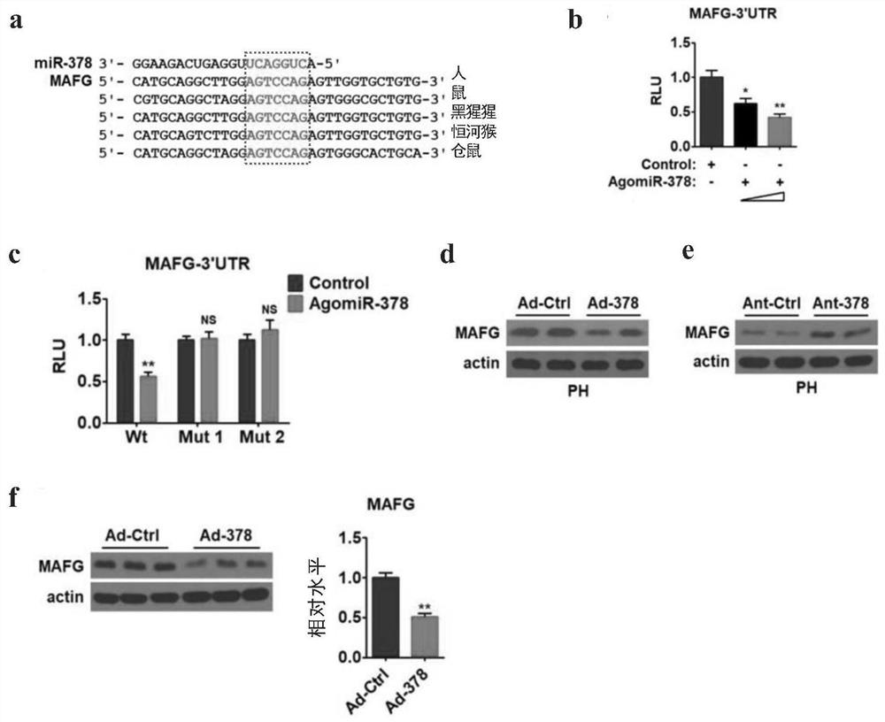 Application of MAFG as homeostatic regulation target of cholesterol and regulation agent of MAFG