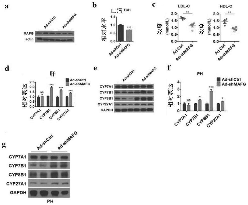 Application of MAFG as homeostatic regulation target of cholesterol and regulation agent of MAFG