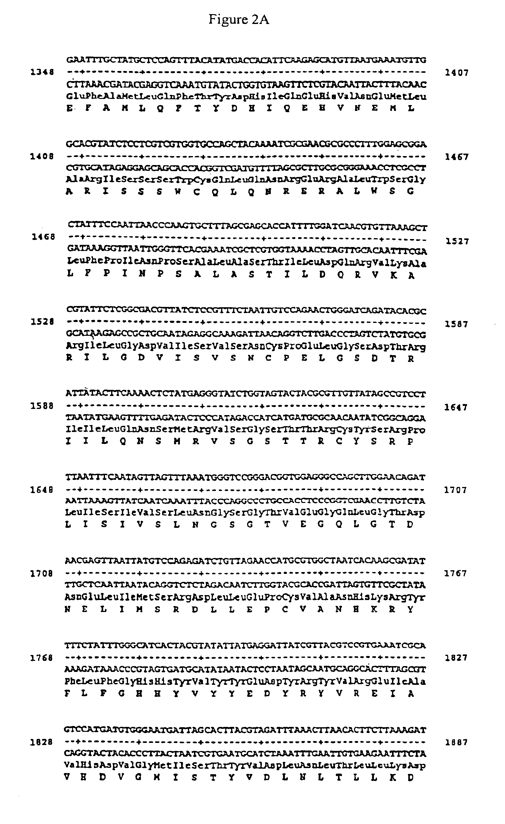 Immunoreactive regions of glycoprotein gpII of varicella zoster virus (VZV)