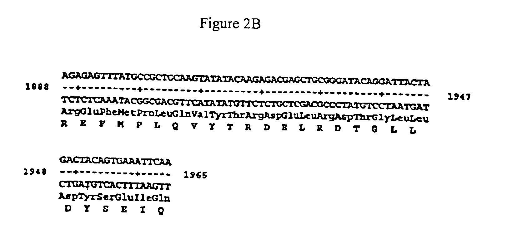 Immunoreactive regions of glycoprotein gpII of varicella zoster virus (VZV)