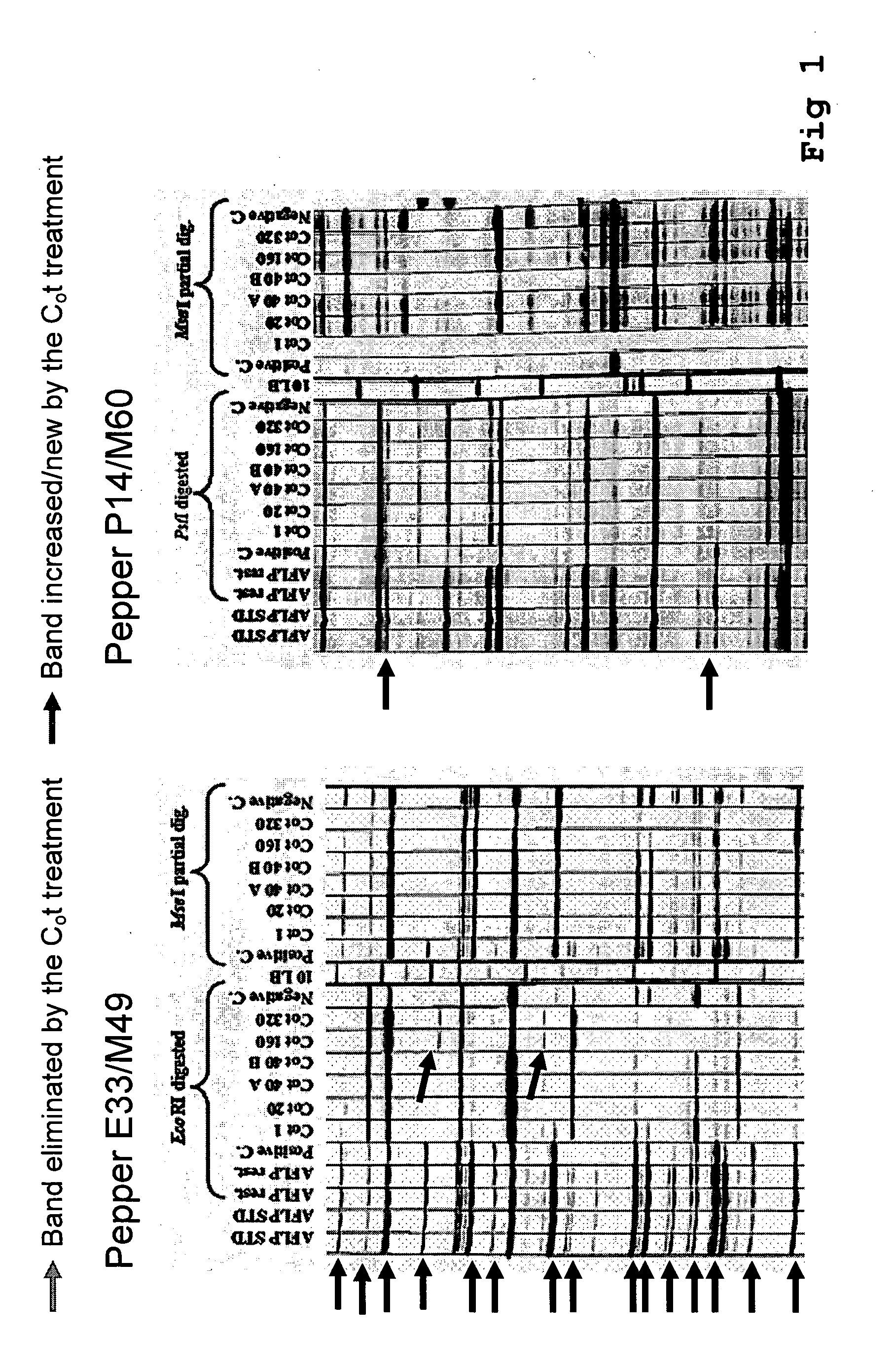 Method for the reduction of repetitive sequences in adapter-ligated restriction fragments