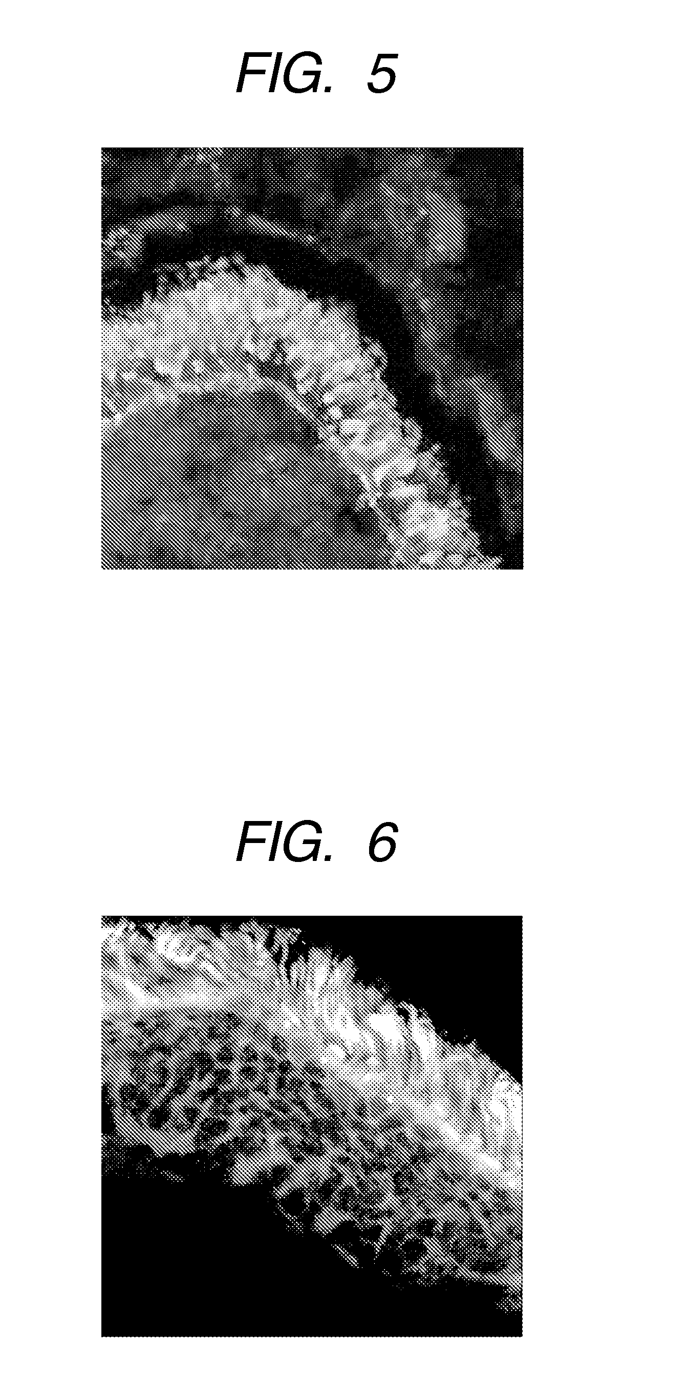 Labeling composition for intraocular tissue, labeling method of intraocular tissue, and screening method