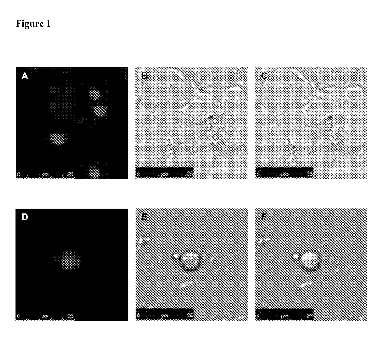 Method for antigen delivery