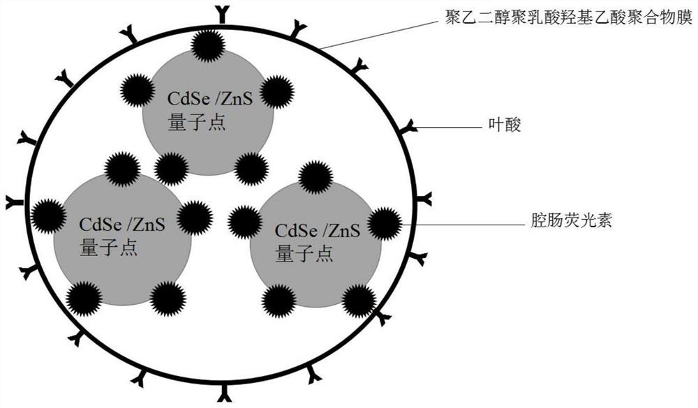 A preparation method of folate receptor-targeted substrate-loaded nano-microbubbles