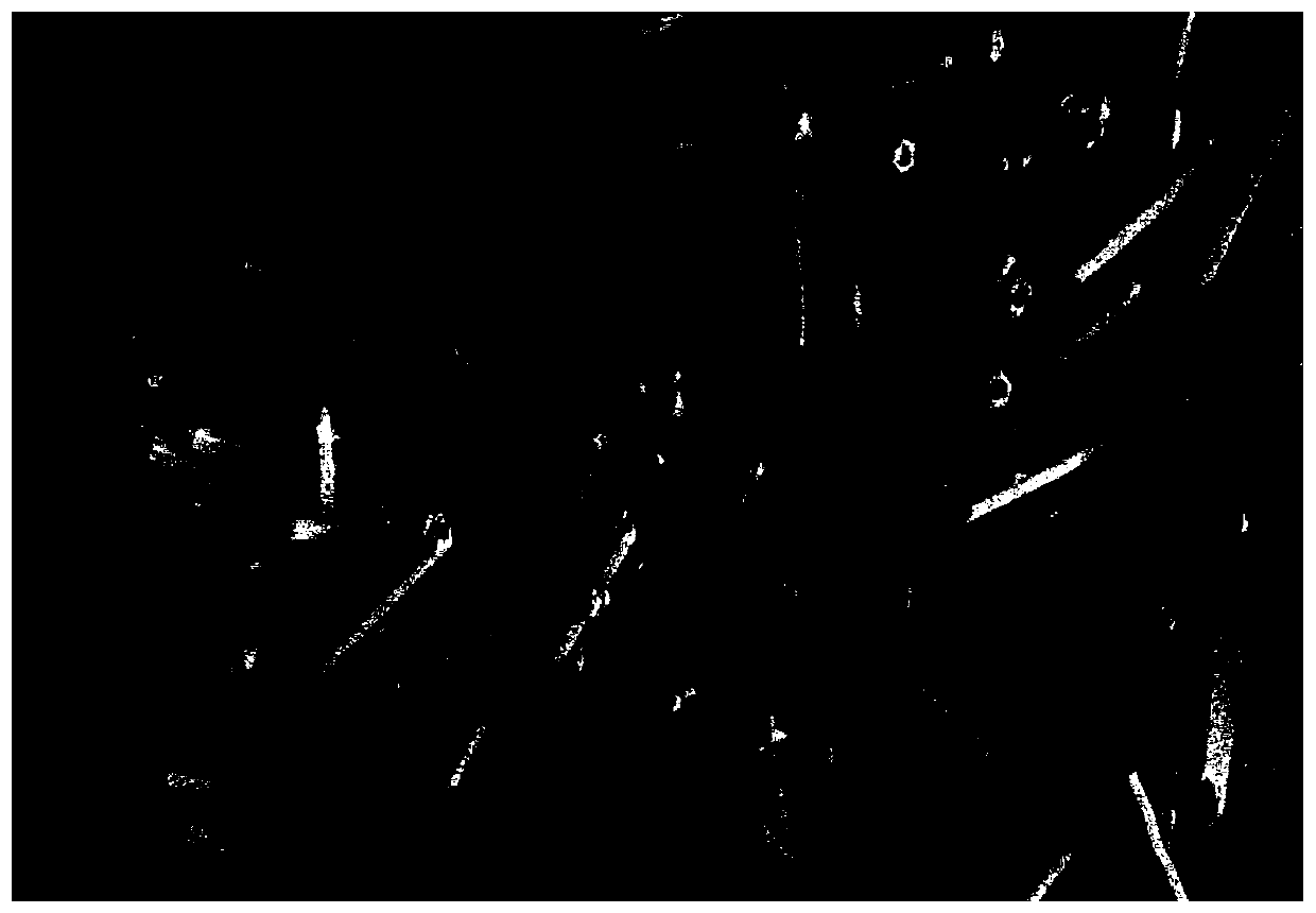 Preparation method and application of multifunctional GTR gradient barrier membrane