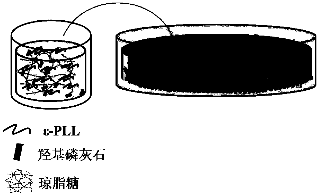 Preparation method and application of multifunctional GTR gradient barrier membrane