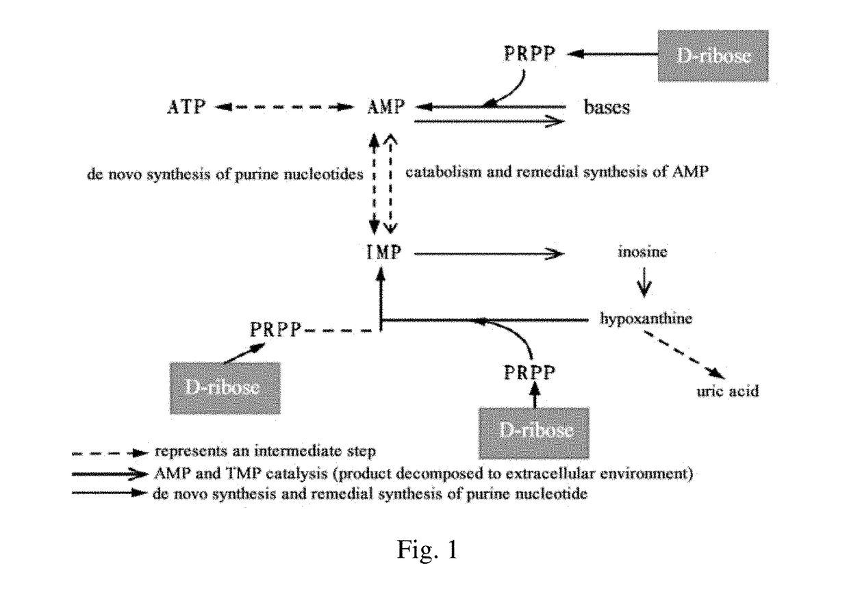 Anti-fatigue composition and use thereof