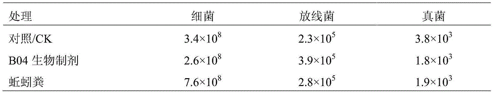 Antagonistic actinomycete for preventing and controlling continuously cropped strawberry root rot and preparation method of biocontrol agent of antagonistic actinomycete