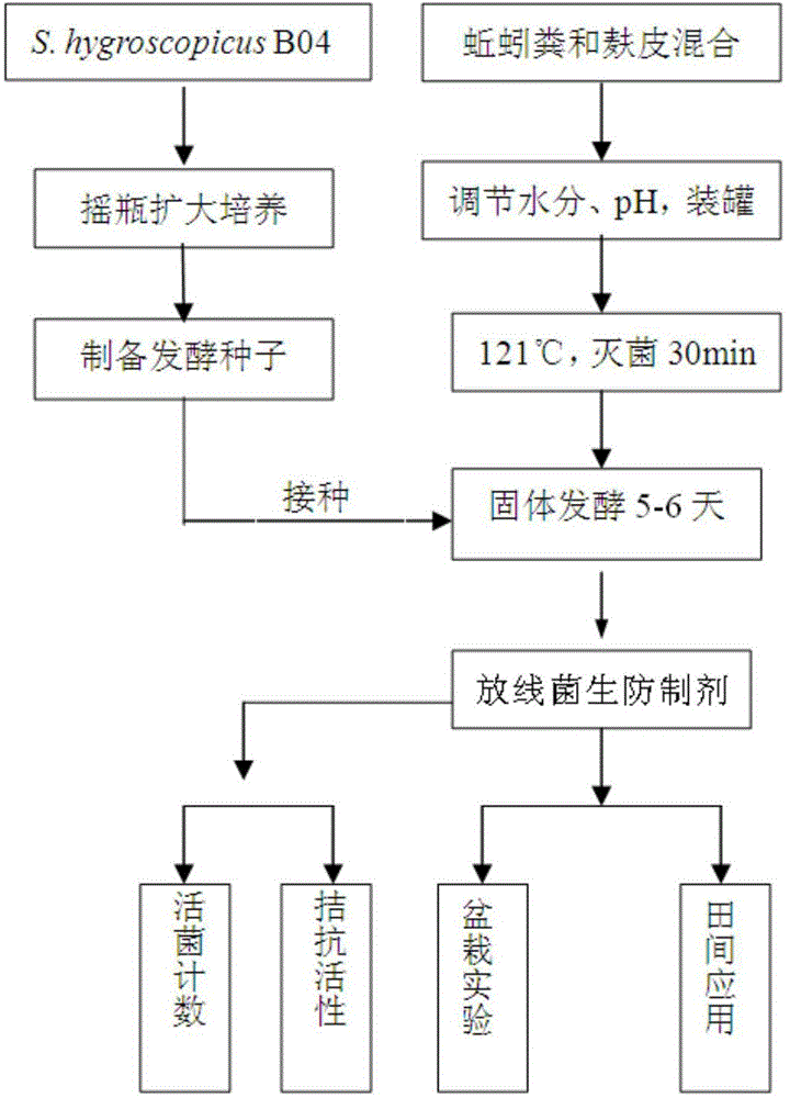 Antagonistic actinomycete for preventing and controlling continuously cropped strawberry root rot and preparation method of biocontrol agent of antagonistic actinomycete