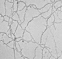 Streptomyces hygroscopicus Sh-43 strain, its fermentation solution production method and application