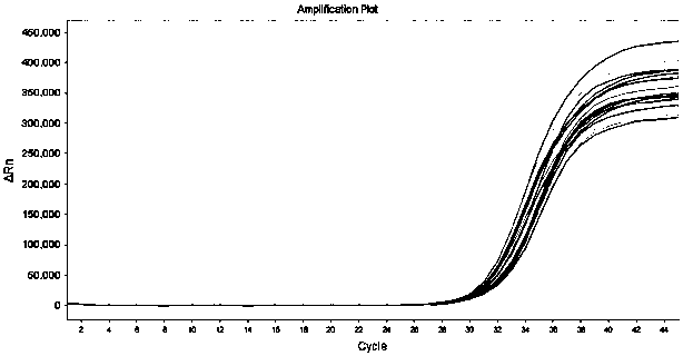 Novel coronavirus(2019-nCoV) ORF1ab gene nucleic acid detection kit