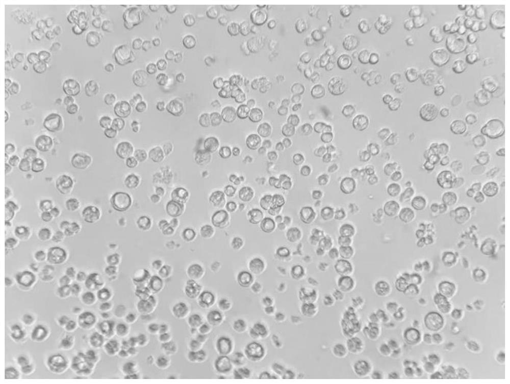 Method for isolated culture of intestinal epithelial cells of Takifugu obscurus and establishment of stress model