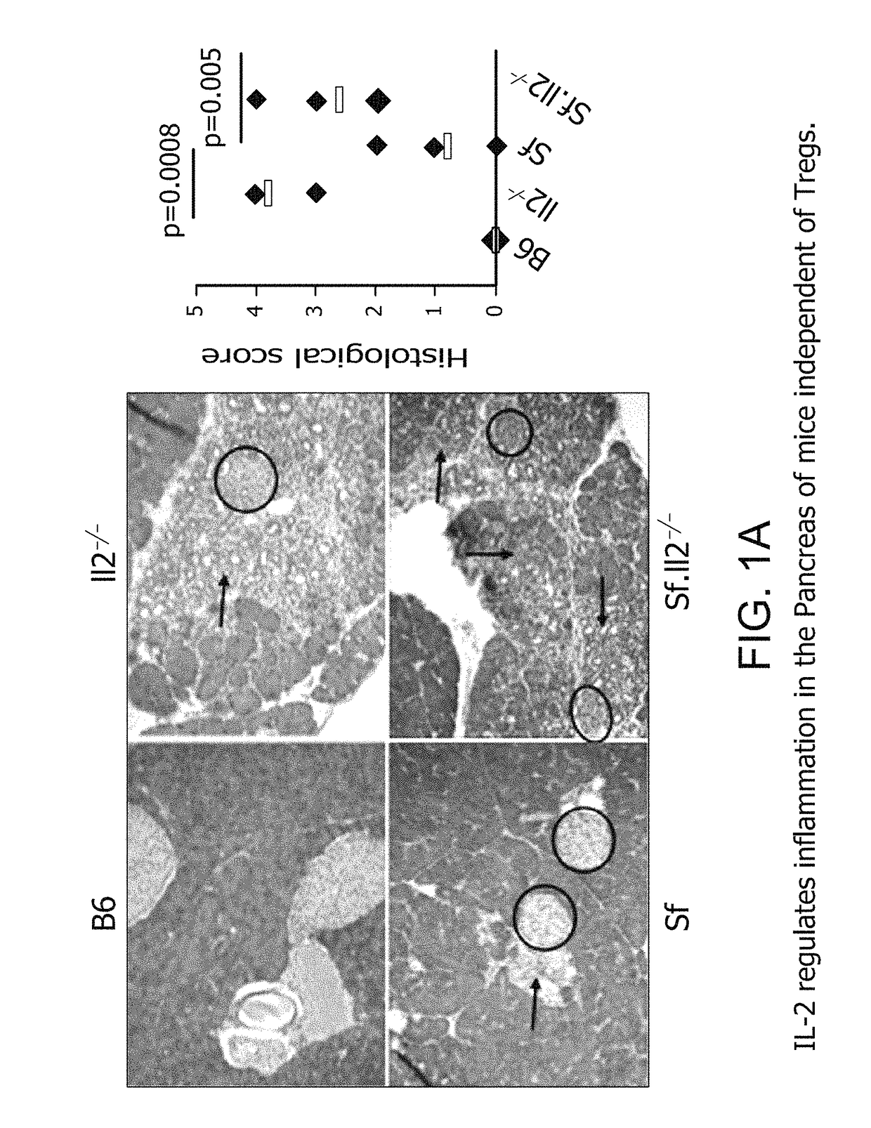 Fusion protein comprising interleukin-2 and interleukin-33