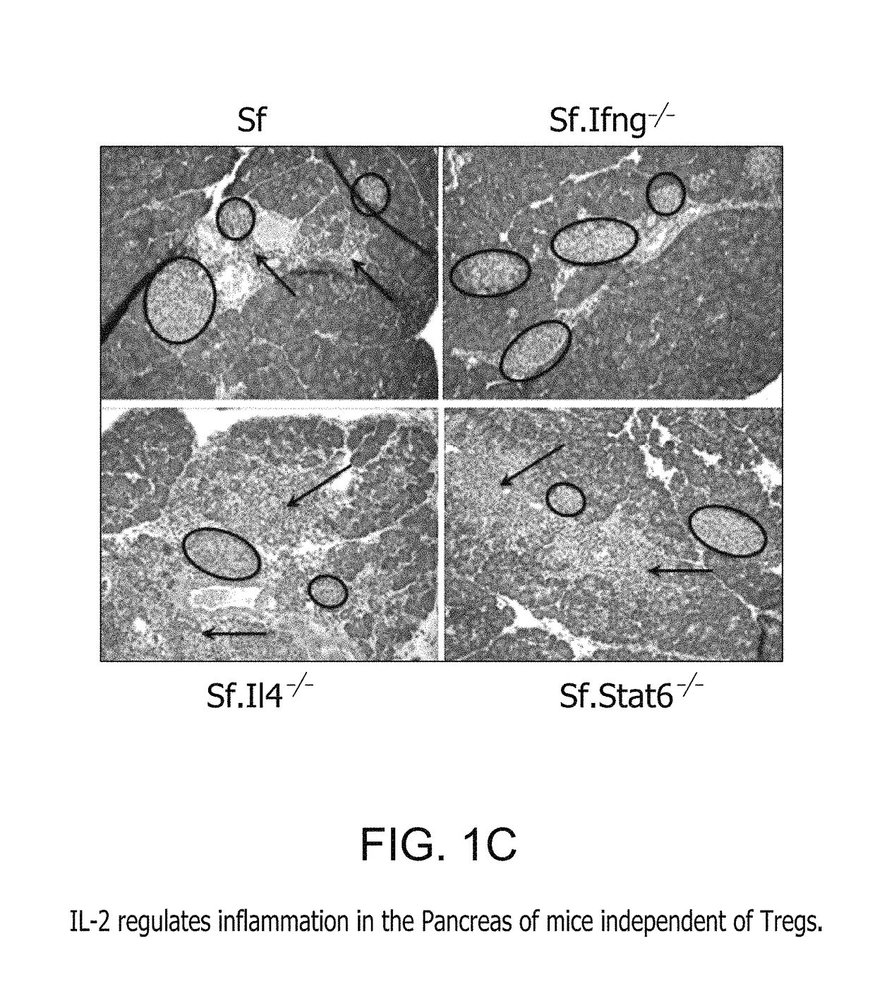 Fusion protein comprising interleukin-2 and interleukin-33