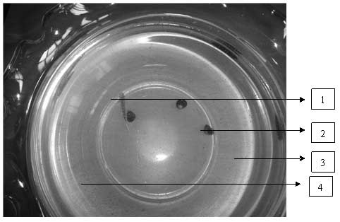 Method for reserving, conserving and culturing daphnia magna