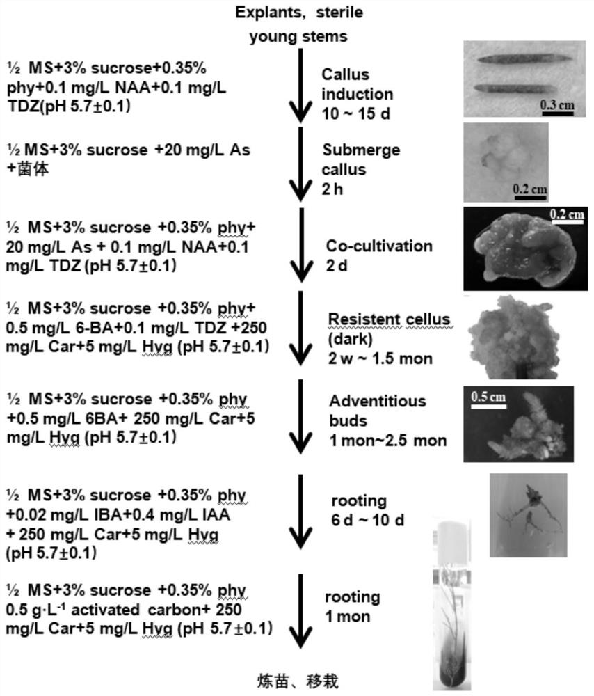 A method for establishing an Agrobacterium-mediated short-branch casuarina callus transgenic system