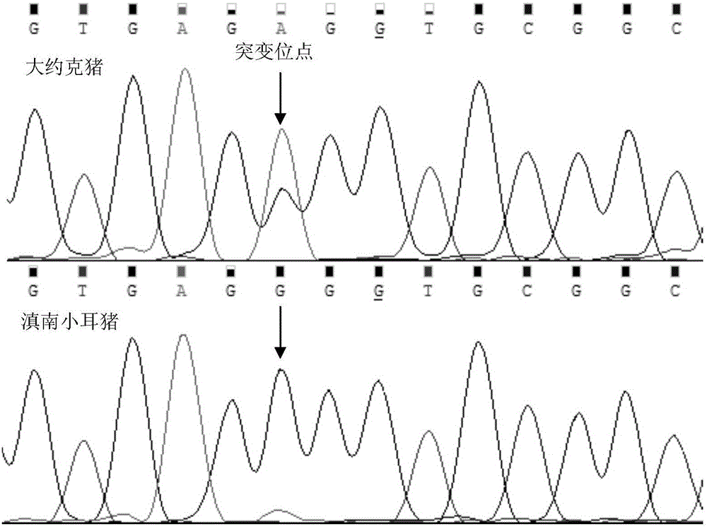 SNP molecular marker associated with pig fat deposition, and applications thereof