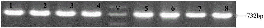 SNP molecular marker associated with pig fat deposition, and applications thereof