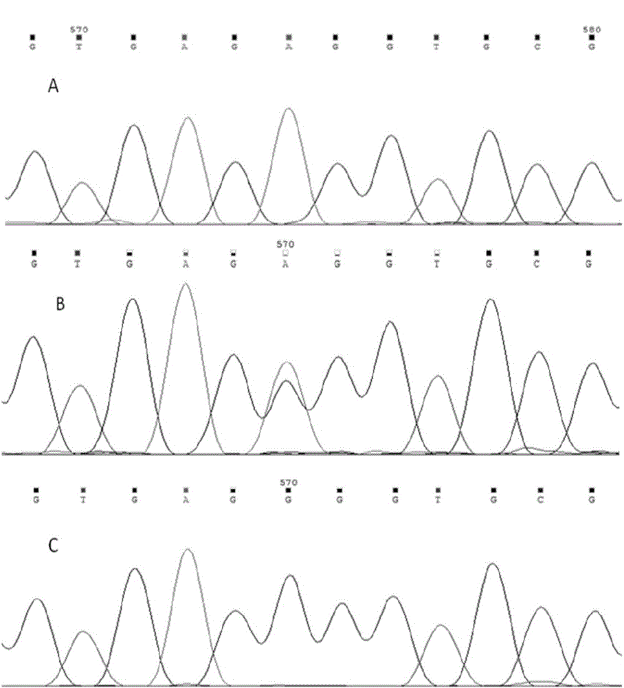 SNP molecular marker associated with pig fat deposition, and applications thereof