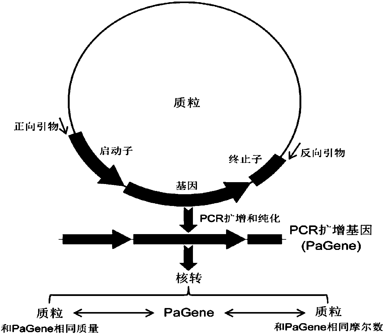 Method for pcr amplified gene nucleotransfer to suspension animal cells