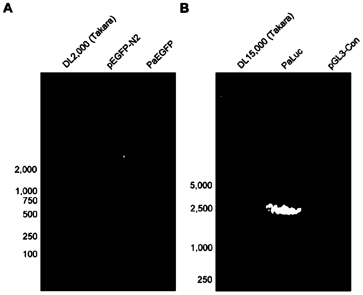 Method for pcr amplified gene nucleotransfer to suspension animal cells