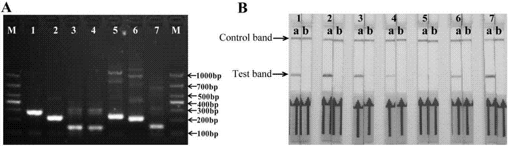 Primers, probes and kit for rapidly detecting mycoplasma bovis on site