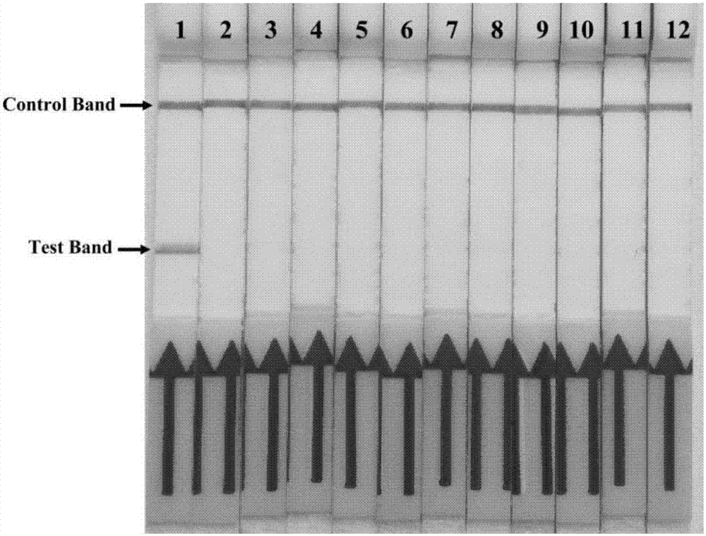 Primers, probes and kit for rapidly detecting mycoplasma bovis on site