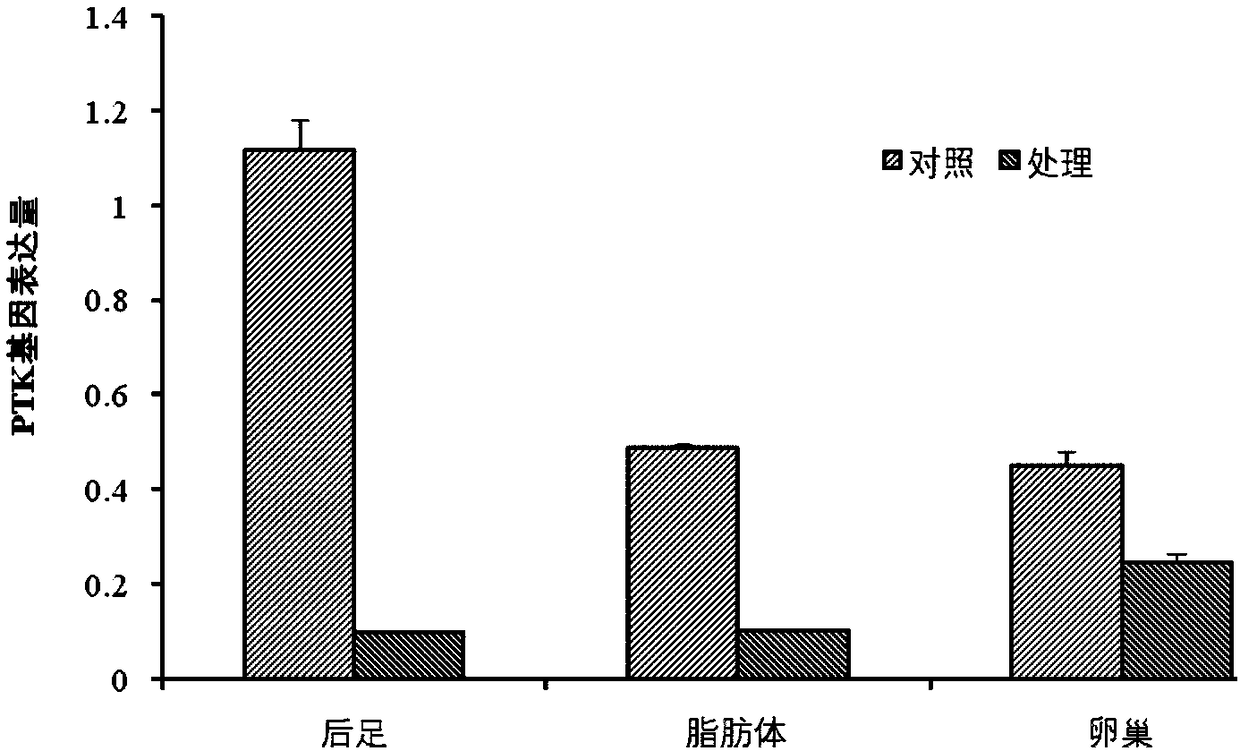 Migratory locust protein tyrosine kinase PTK and coding gene and application thereof