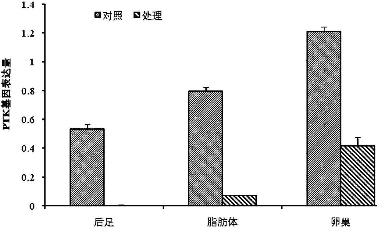 Migratory locust protein tyrosine kinase PTK and coding gene and application thereof