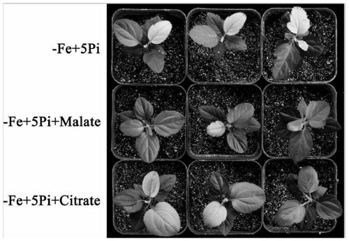 Method for alleviating iron-deficiency symptom of apples