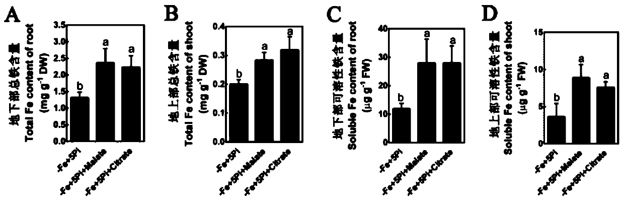 Method for alleviating iron-deficiency symptom of apples