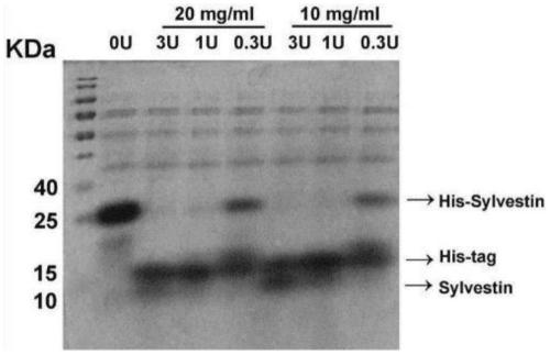 A kind of forest leech antithrombotic polypeptide sylvestin and its in vitro expression preparation method and application