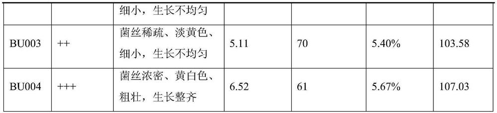 Chinese saprophytic bolete strain