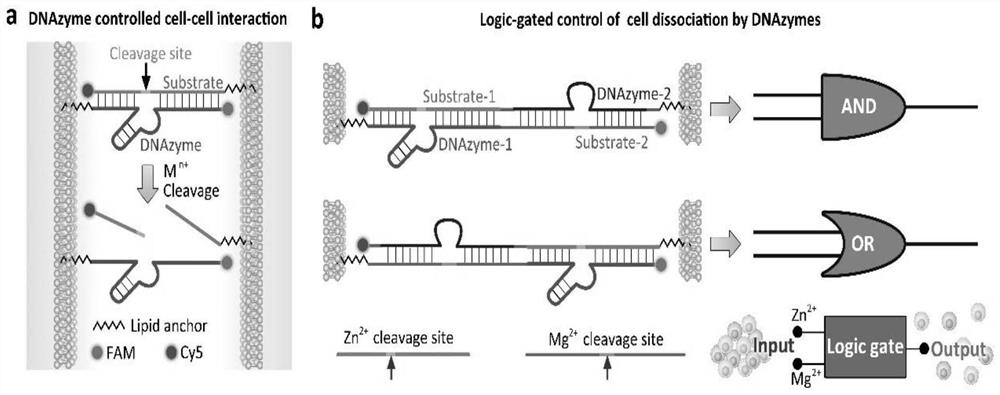 Cell surface engineering method for controlling intercellular interaction and application of method