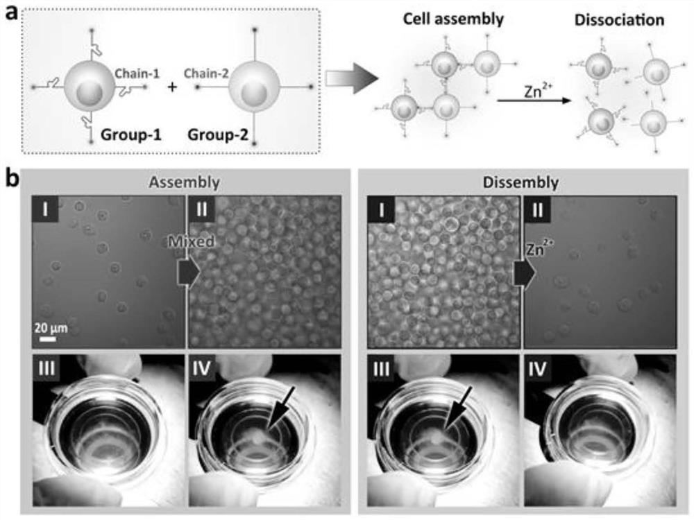 Cell surface engineering method for controlling intercellular interaction and application of method