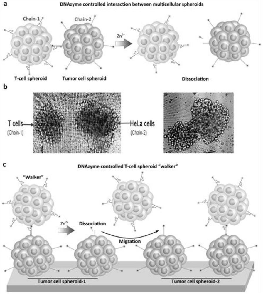 Cell surface engineering method for controlling intercellular interaction and application of method