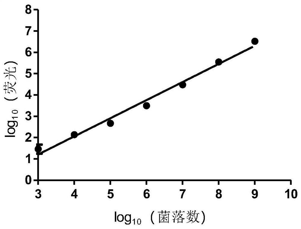 Bacterial carrier used for photodynamic therapy, and preparation method and application of bacterial carrier