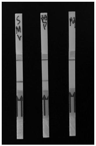 Primer, probe, kit and application for detecting soybean mosaic virus based on RPA technology