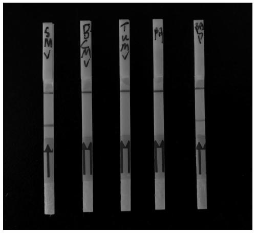 Primer, probe, kit and application for detecting soybean mosaic virus based on RPA technology