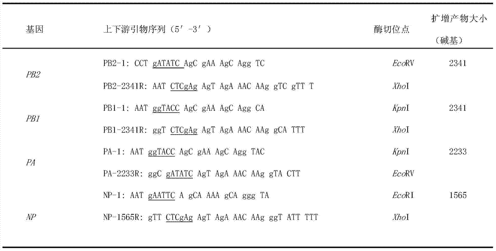 Reporter gene plasmid for testing RNA (Ribonucleic Acid) polymerase activity of influenza viruses in canine cells and application thereof