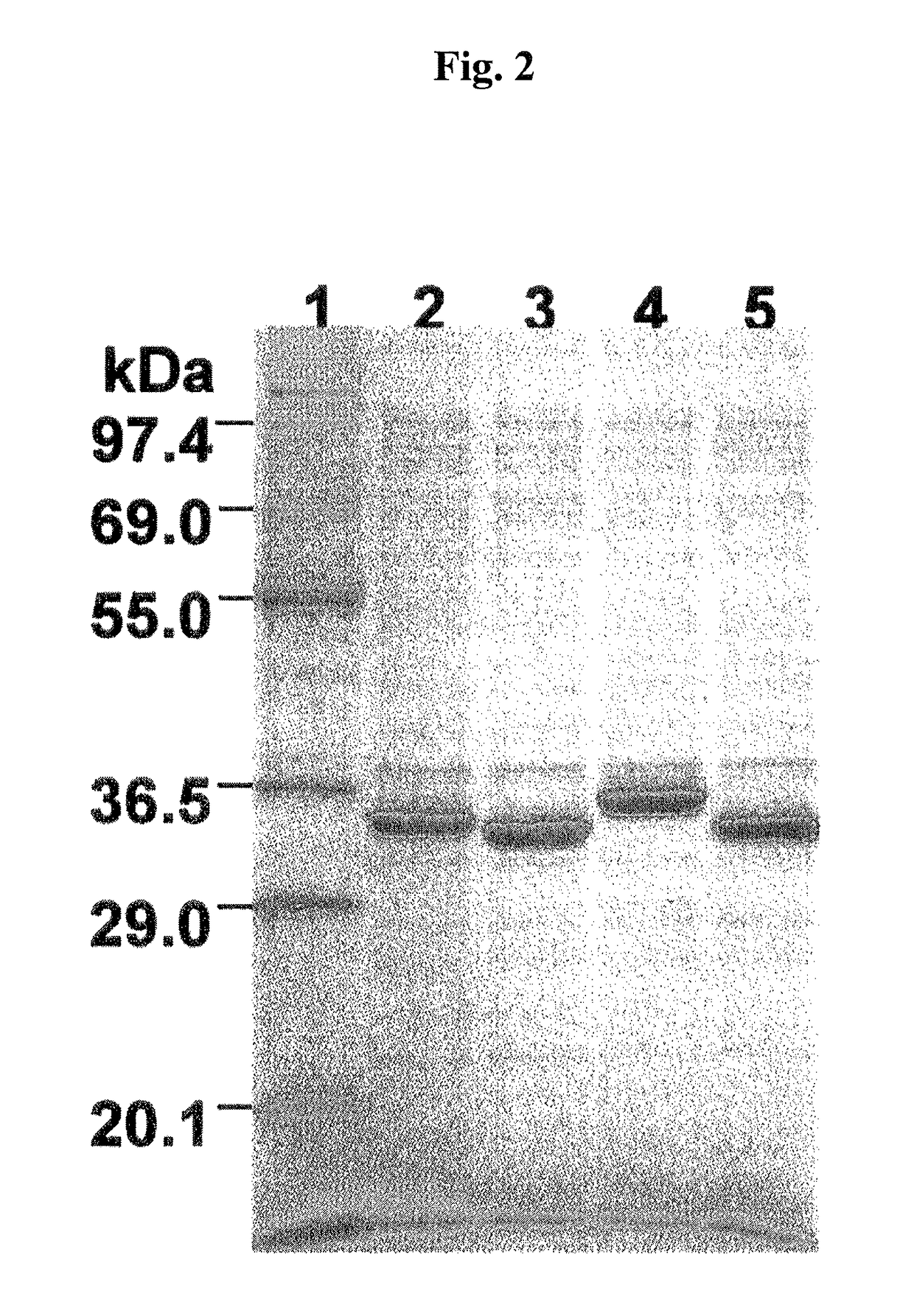 Mutated genes for the catalytic protein of oplophorus luciferase and use thereof