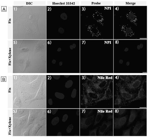 A fluorescent probe for specifically labeling lipid droplets in cells