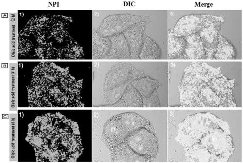 A fluorescent probe for specifically labeling lipid droplets in cells