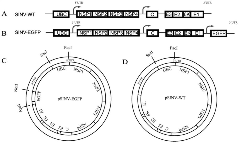 Sindbis virus vector and virus particles thereof, and application of Sindbis virus vector and virus particles thereof in neural circuit