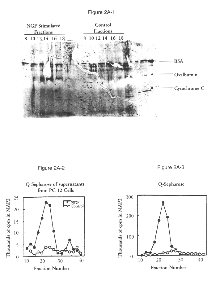 ERK1 MAP2 protein kinase