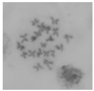 A method for inducing tetraploids of a new variety of long oyster "Haida No. 2"