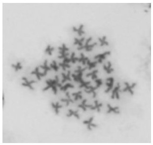 A method for inducing tetraploids of a new variety of long oyster "Haida No. 2"